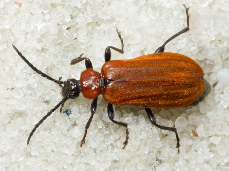 Schizotus pectinicornis (Linnaeus, 1758)